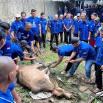 Tampak kader Demokrat Palembang sedang menyembelih sapi kurban