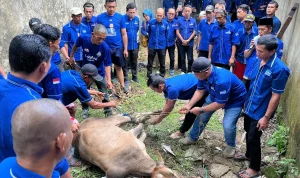 Tampak kader Demokrat Palembang sedang menyembelih sapi kurban Tampak kader Demokrat Palembang sedang menyembelih sapi kurban