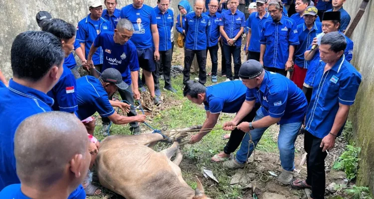 Tampak kader Demokrat Palembang sedang menyembelih sapi kurban