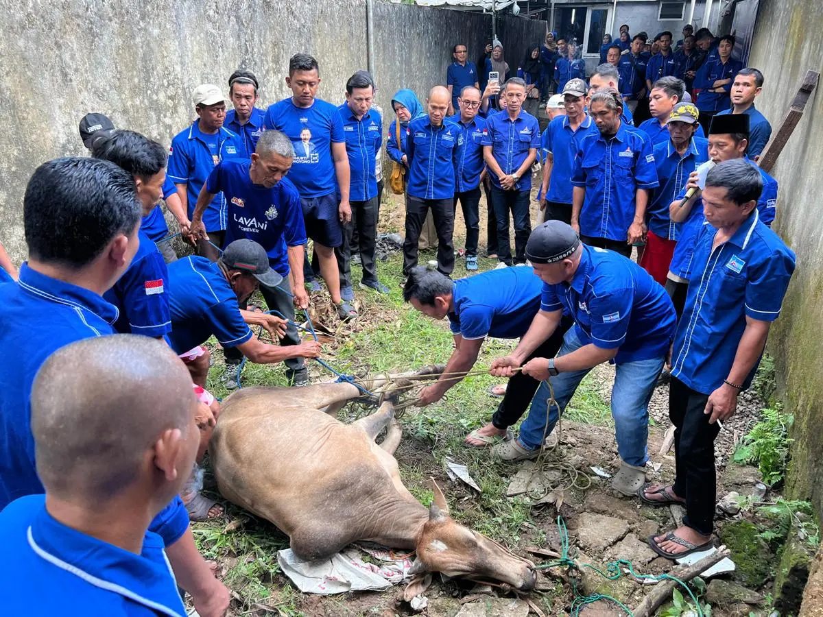 Tampak kader Demokrat Palembang sedang menyembelih sapi kurban