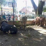 Tampak sapi hewan kurban di halaman Masjid Agung Palembang