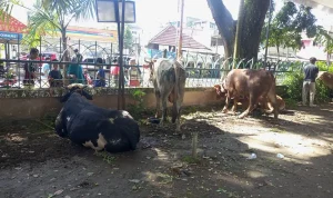 Tampak sapi hewan kurban di halaman Masjid Agung Palembang