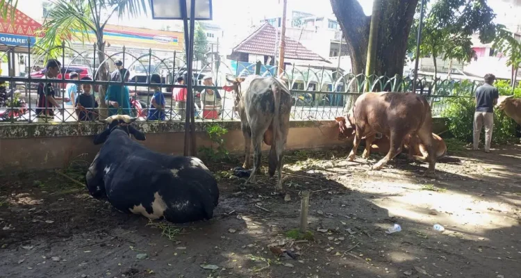 Tampak sapi hewan kurban di halaman Masjid Agung Palembang