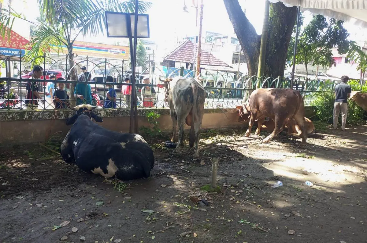 Tampak sapi hewan kurban di halaman Masjid Agung Palembang