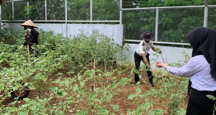 Sejumlah pegawai bersama peserta magang tampak antusias mengikuti kegiatan panen terong dan kangkung yang digelar di area ketahanan pangan milik rutan
