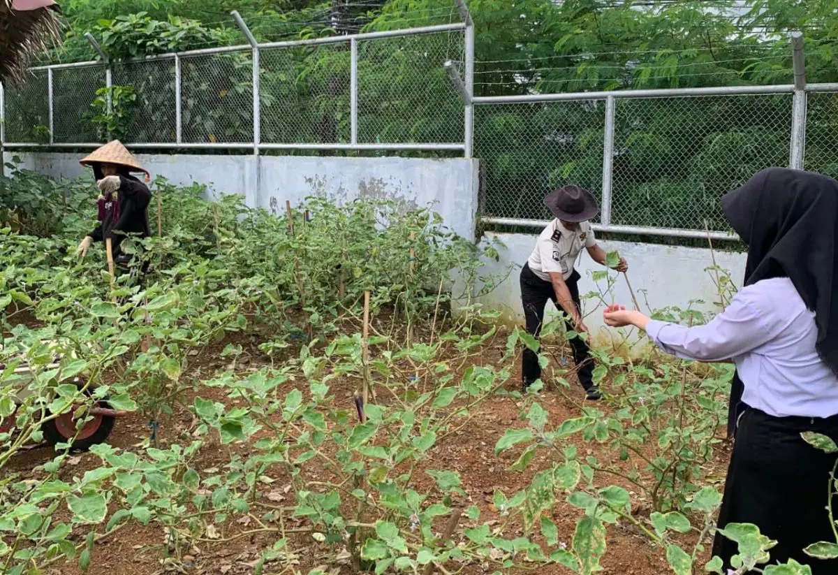 Sejumlah pegawai bersama peserta magang tampak antusias mengikuti kegiatan panen terong dan kangkung yang digelar di area ketahanan pangan milik rutan