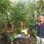 Personil kepolisian Polres OKU Selatan saat proses penyidikan kematian seorang pria di kawasan perkebunan kopi Desa Kota Aman, Kecamatan Buay Runjung, Kabupaten OKU Selatan